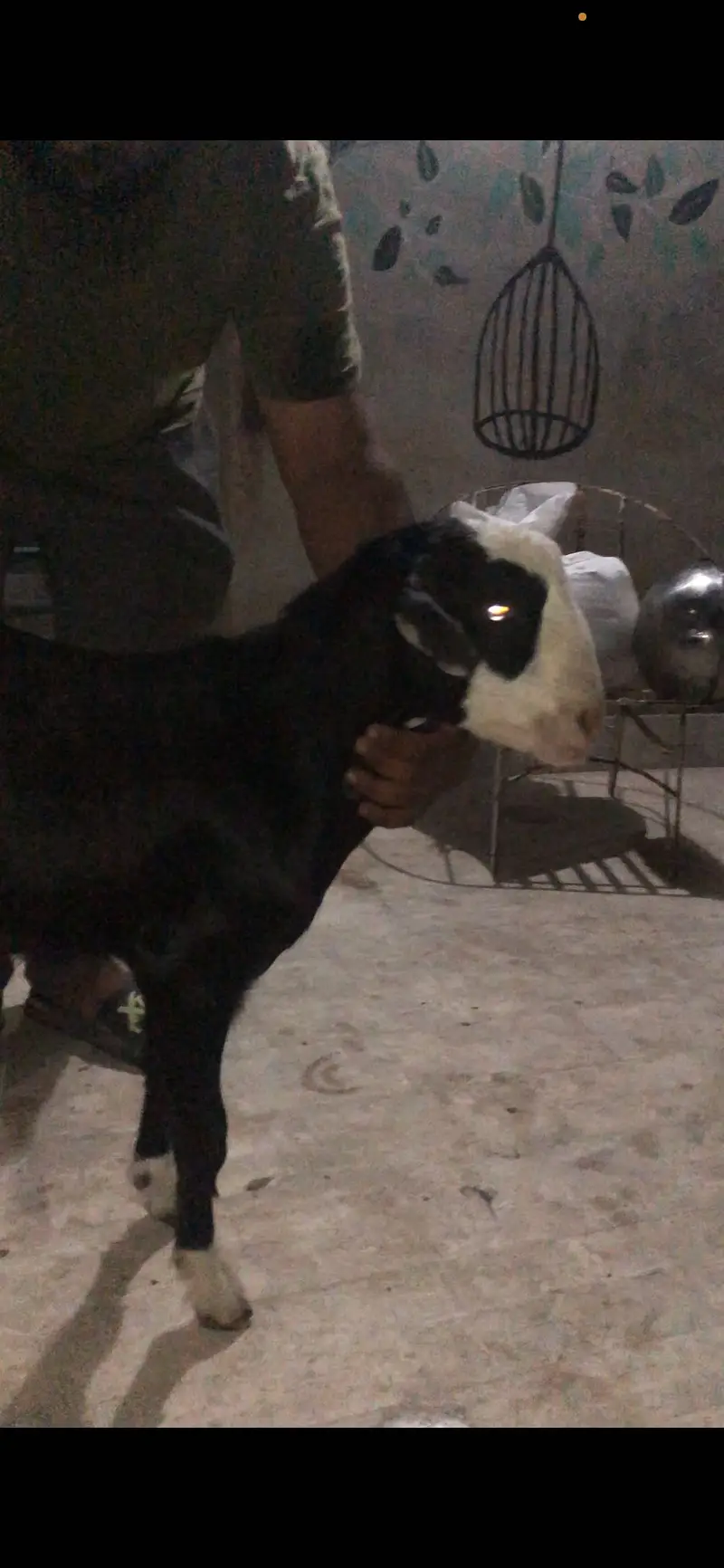 Black chamba male avail for sale — photo 2