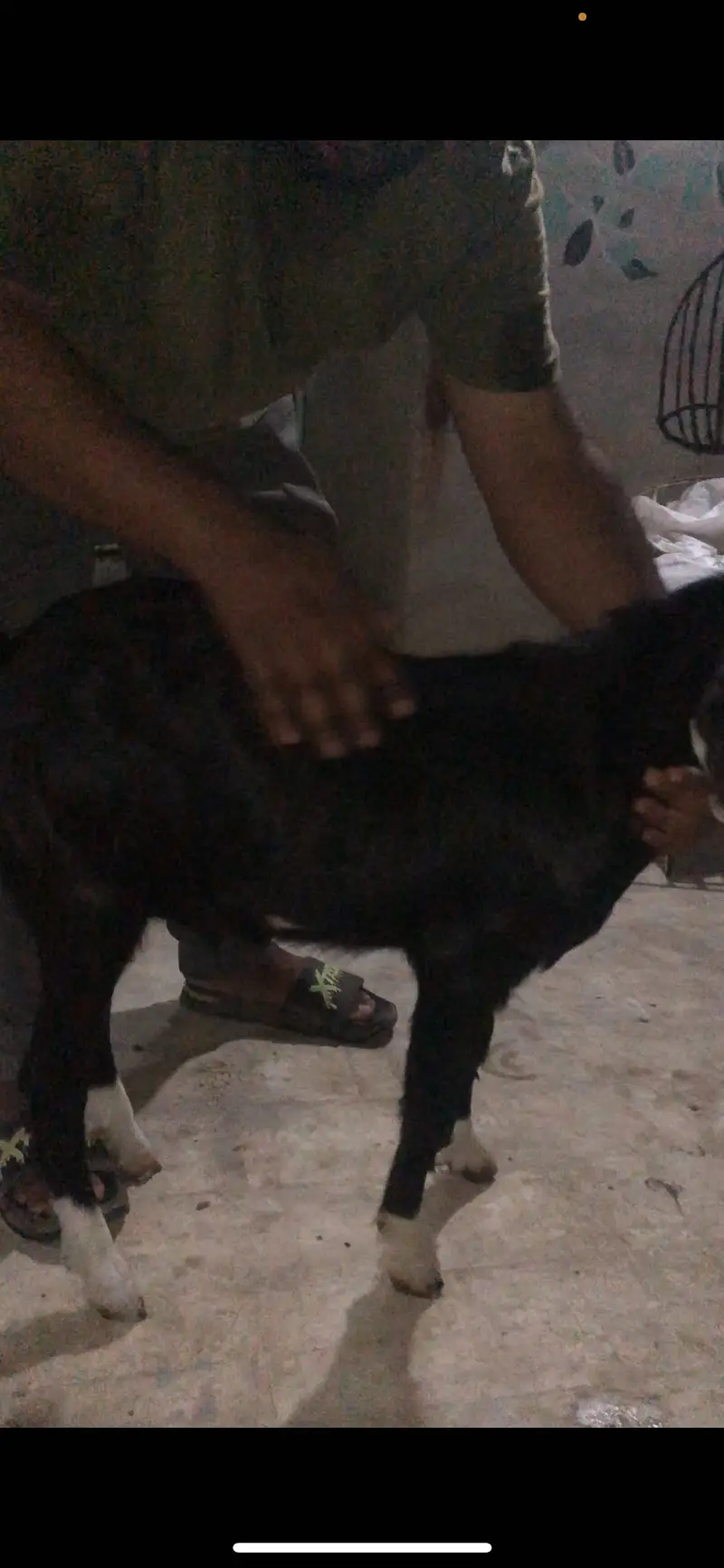 Black chamba male avail for sale — photo 3