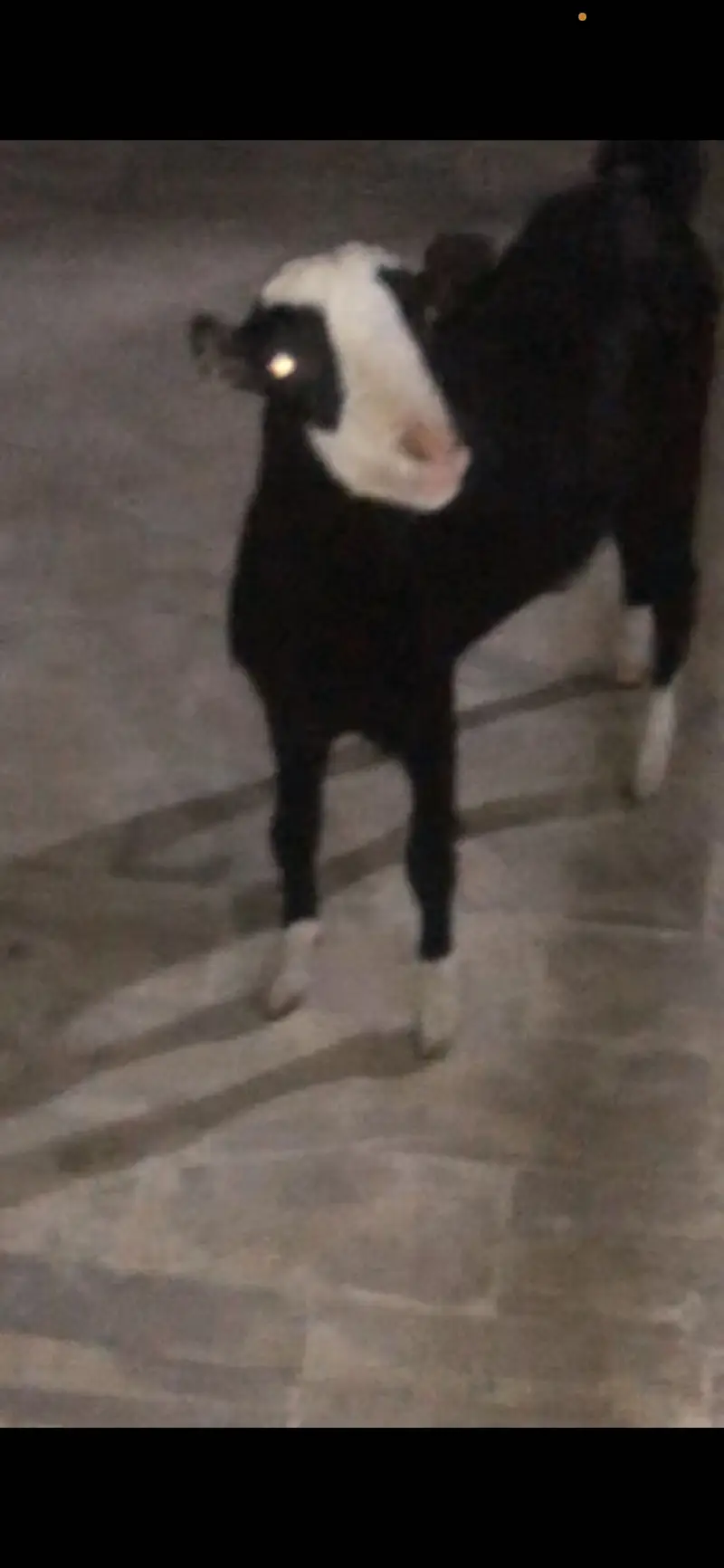 Black chamba male avail for sale — photo 4
