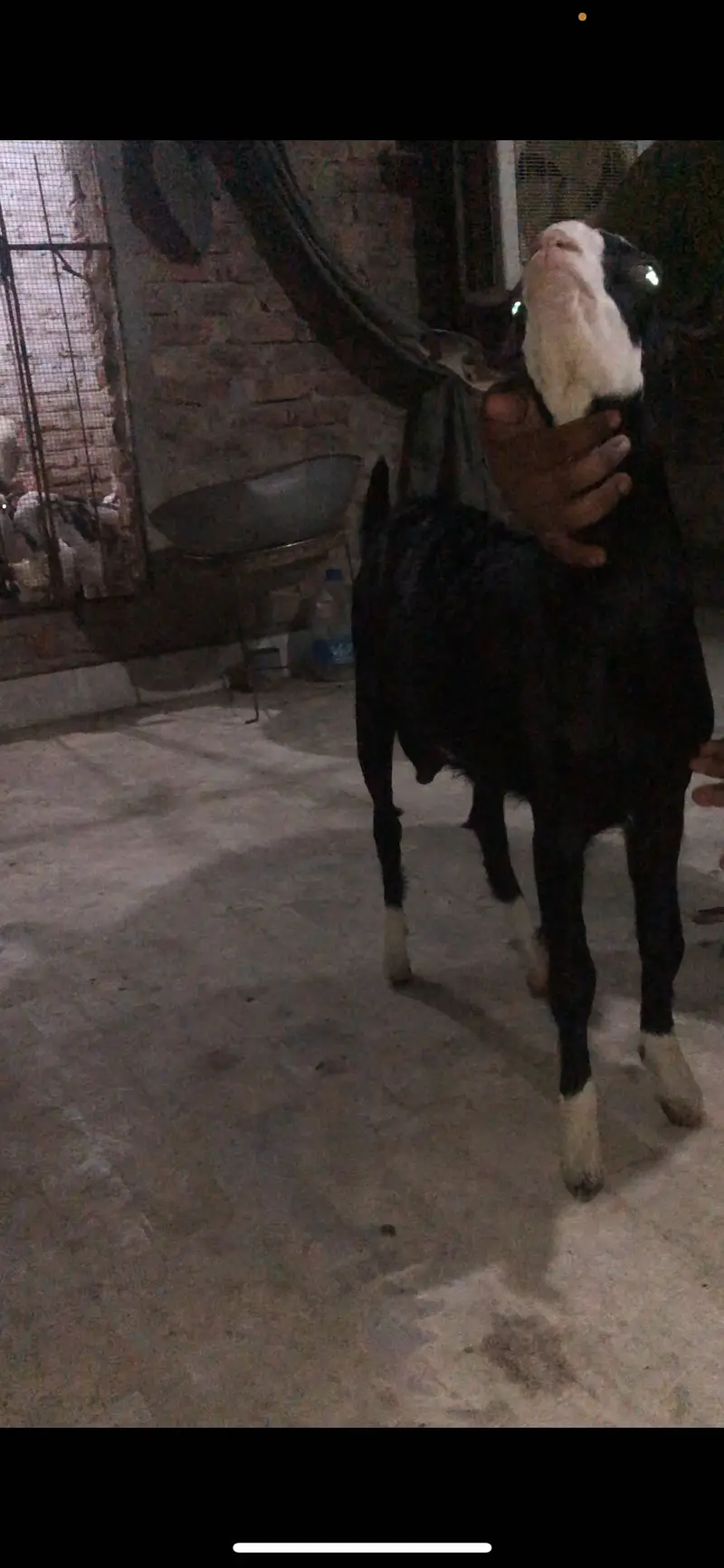 Black chamba male avail for sale — photo 7