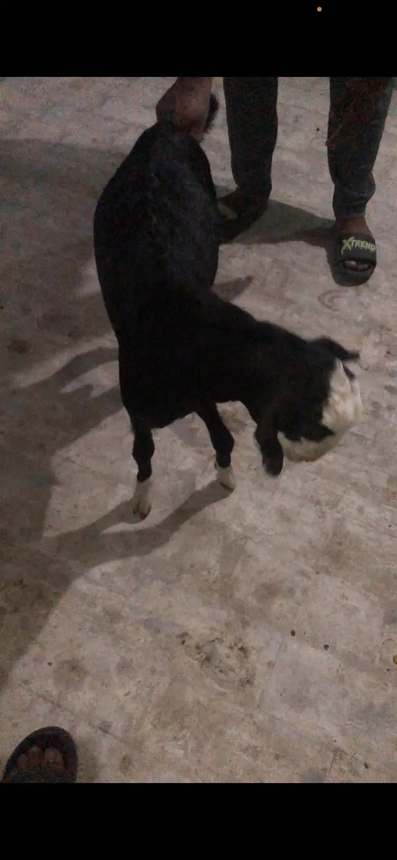 Black chamba male avail for sale — photo 8