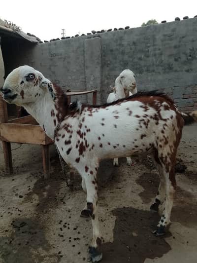 Bakray For Sale