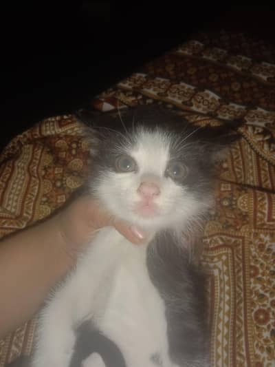 I have a Cat She's color is *Black And White*
