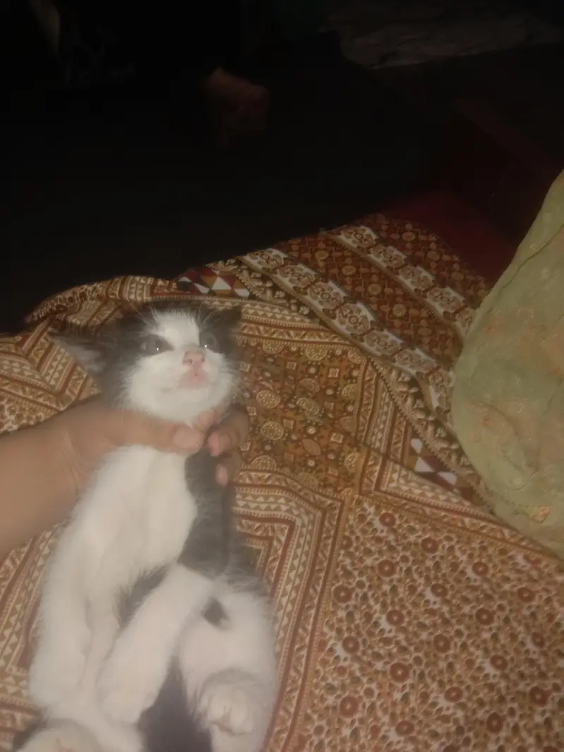 I have a Cat She's color is *Black And White* — photo 2