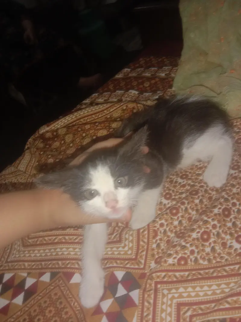 I have a Cat She's color is *Black And White* — photo 3