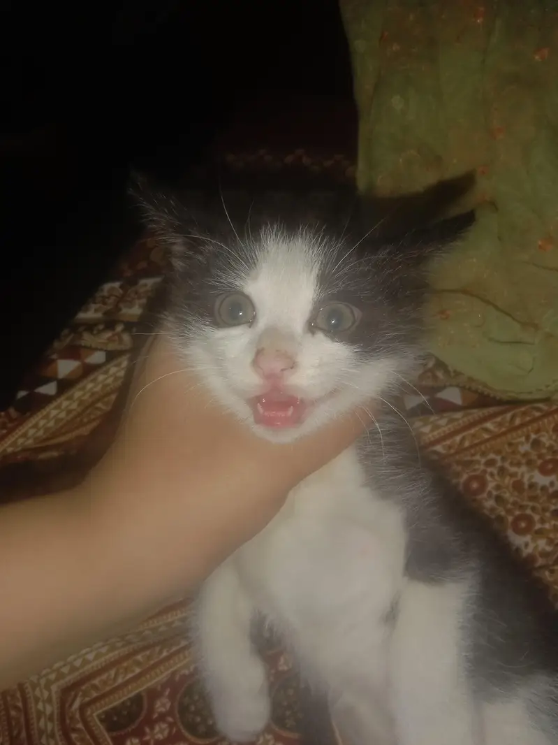 I have a Cat She's color is *Black And White* — photo 4