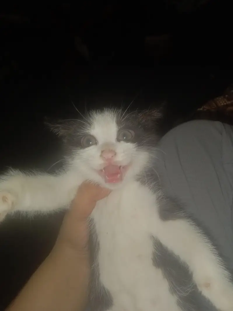 I have a Cat She's color is *Black And White* — photo 5