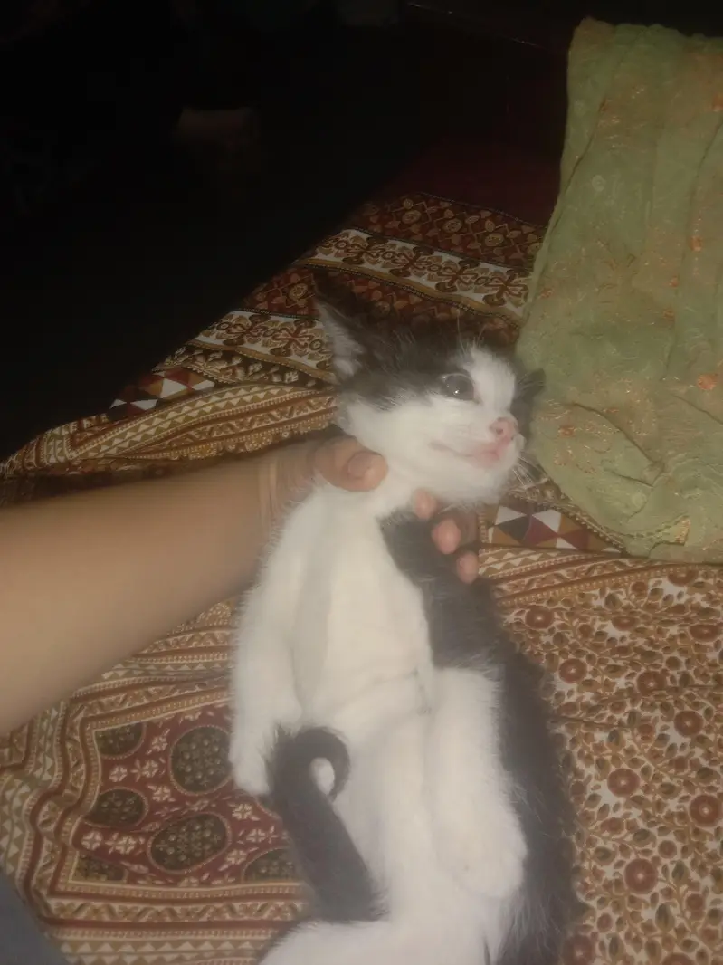 I have a Cat She's color is *Black And White* — photo 6
