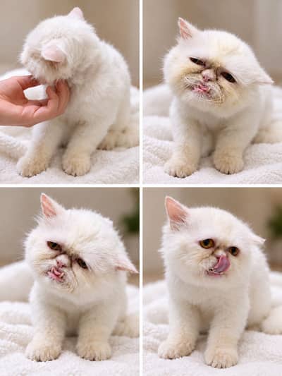 Free Persian punch face cat