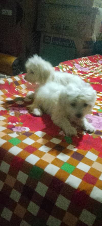 for sale