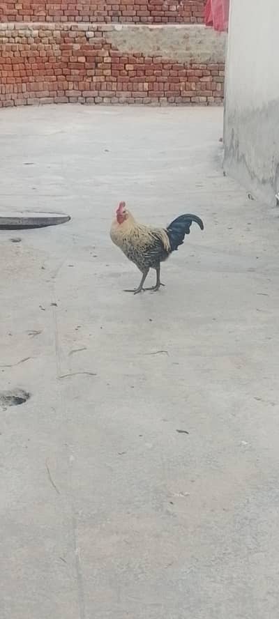 Male Hen
