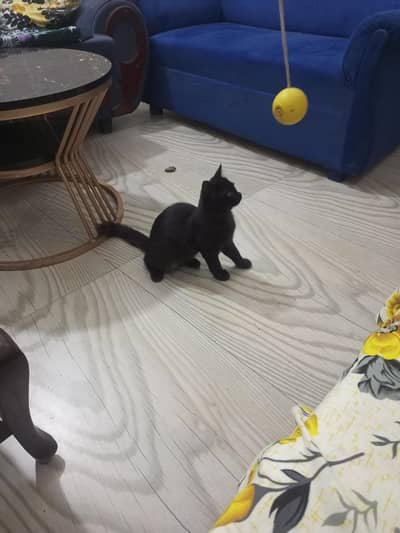 Persian cat dark grey color