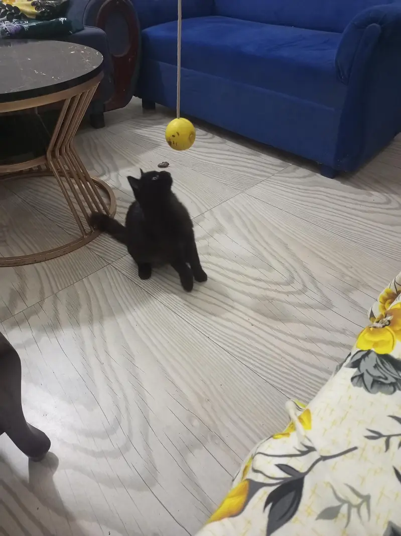 Persian cat dark grey color — photo 2