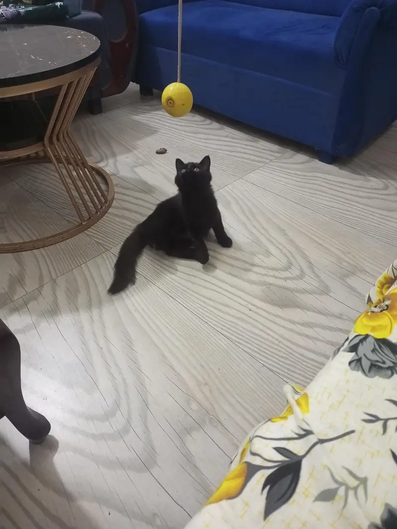 Persian cat dark grey color — photo 3