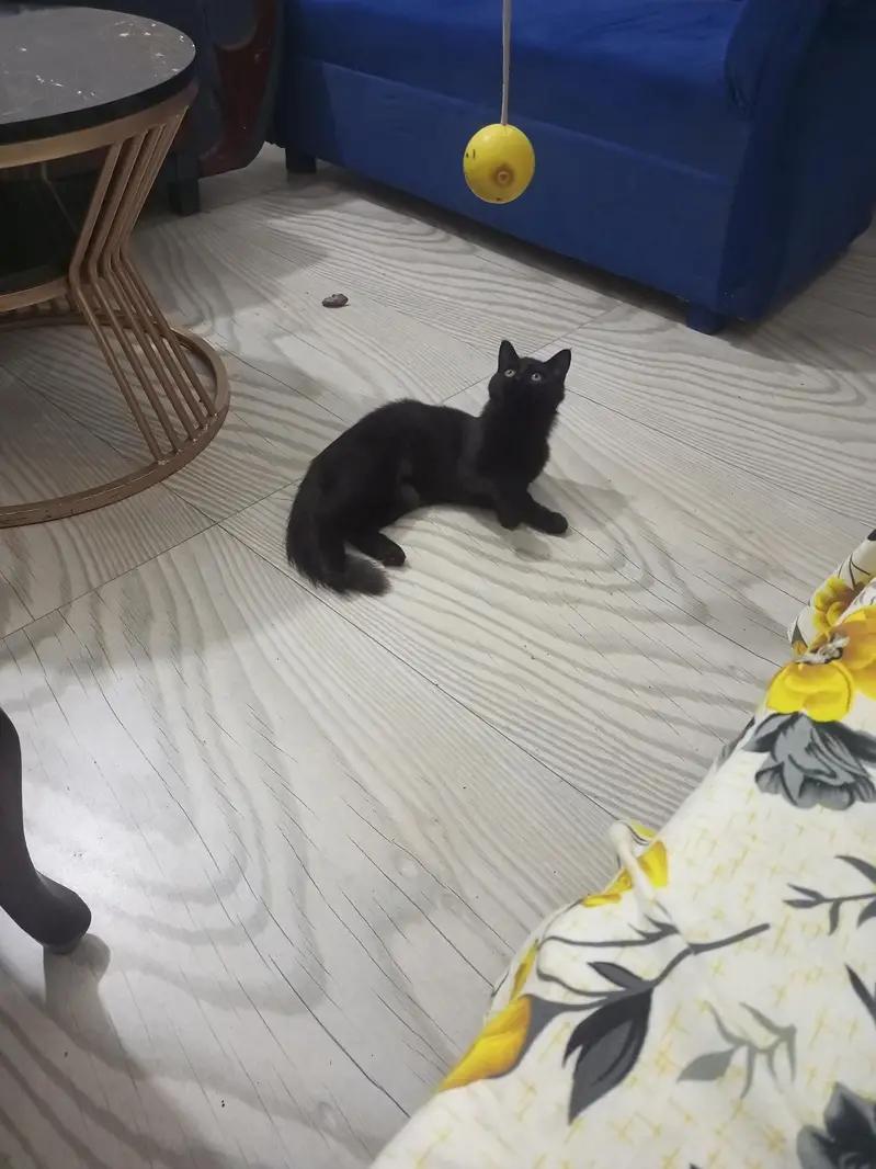 Persian cat dark grey color — photo 4
