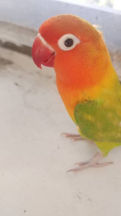 Love bird for sale