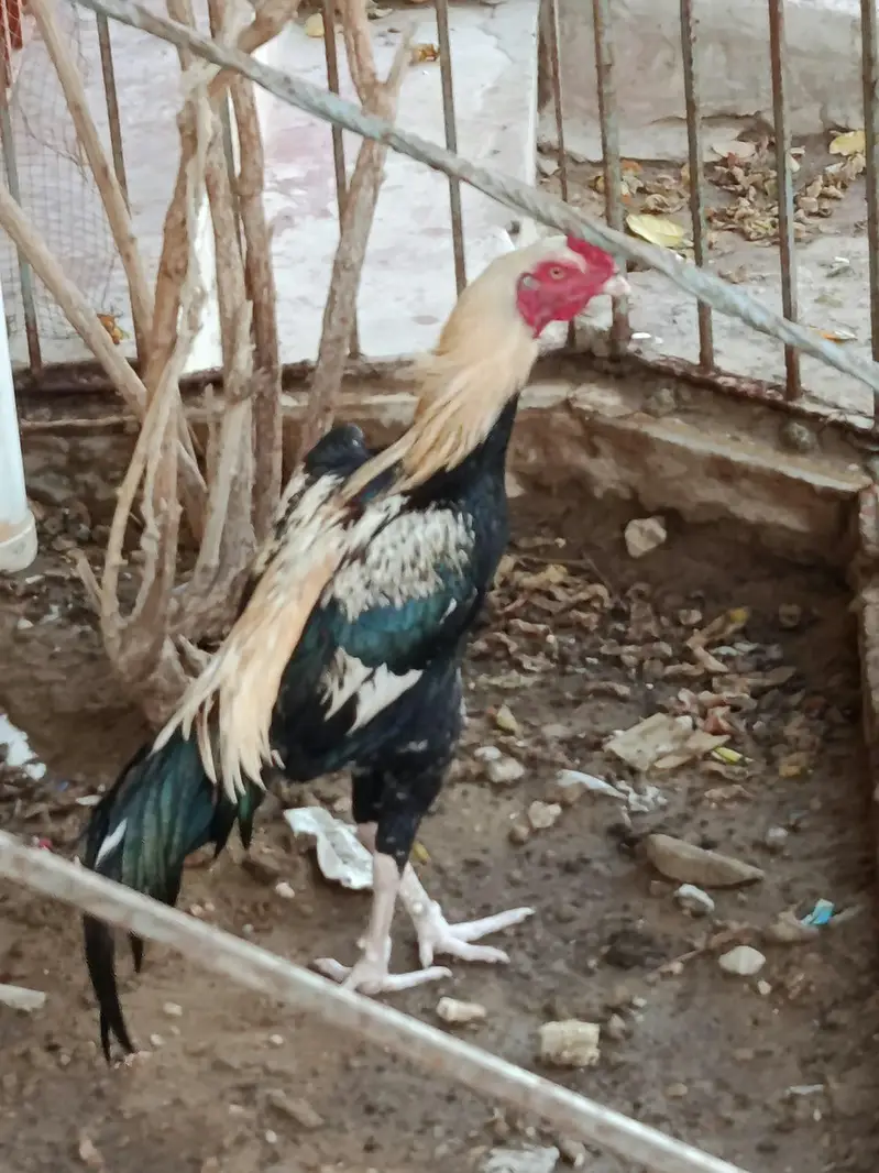 my hom bree jaws Jaeger blood mein hai — photo 2
