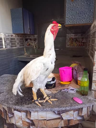 Aseel Murga For Sale