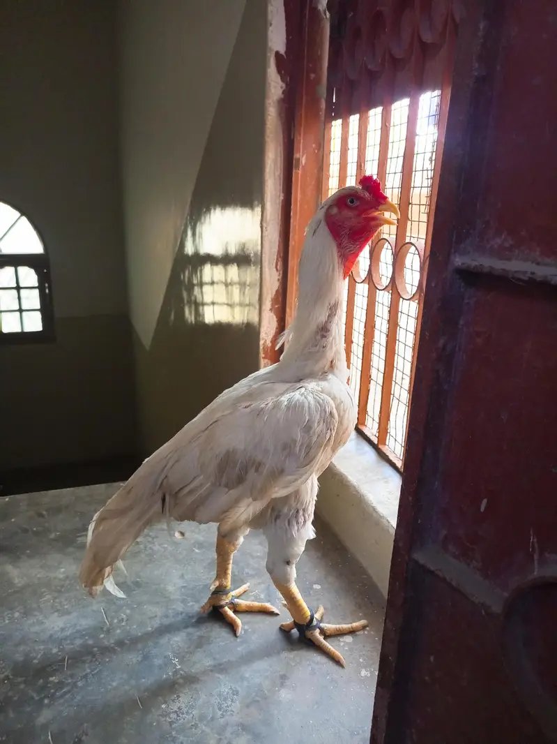 Aseel Murga For Sale — photo 4