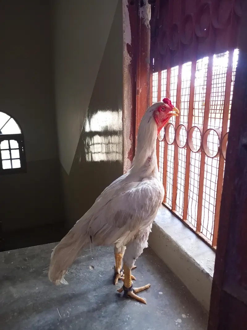 Aseel Murga For Sale — photo 5