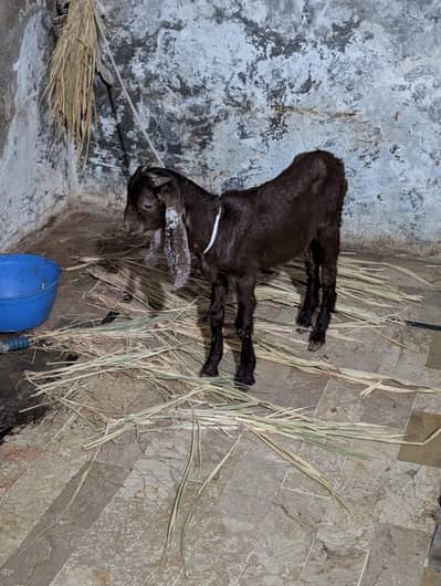 Bakra (Male)
