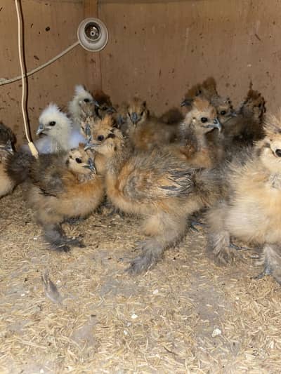 Buff Partridge Silkie Chickens | Fancy Poultry | Karachi
