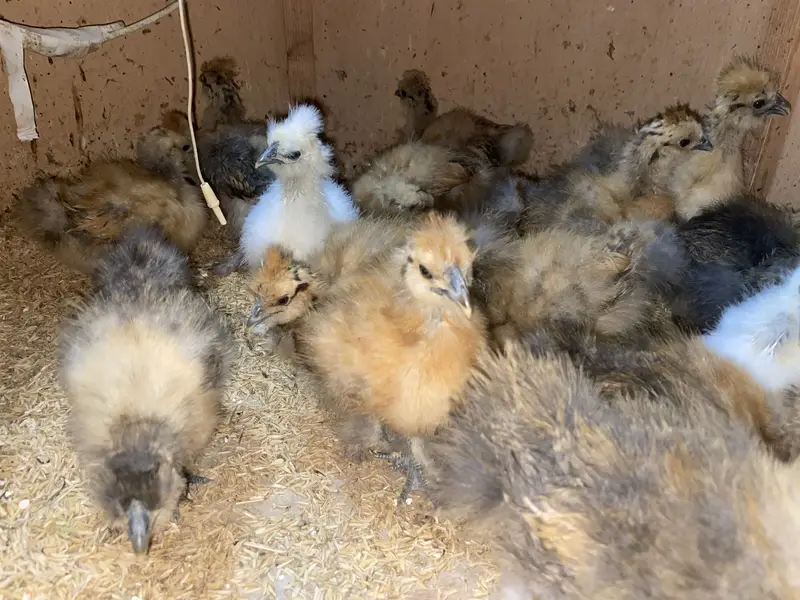 Buff Partridge Silkie Chickens | Fancy Poultry | Karachi — photo 2