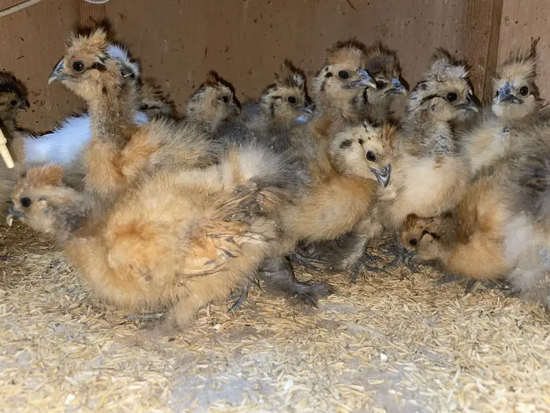 Buff Partridge Silkie Chickens | Fancy Poultry | Karachi — photo 3