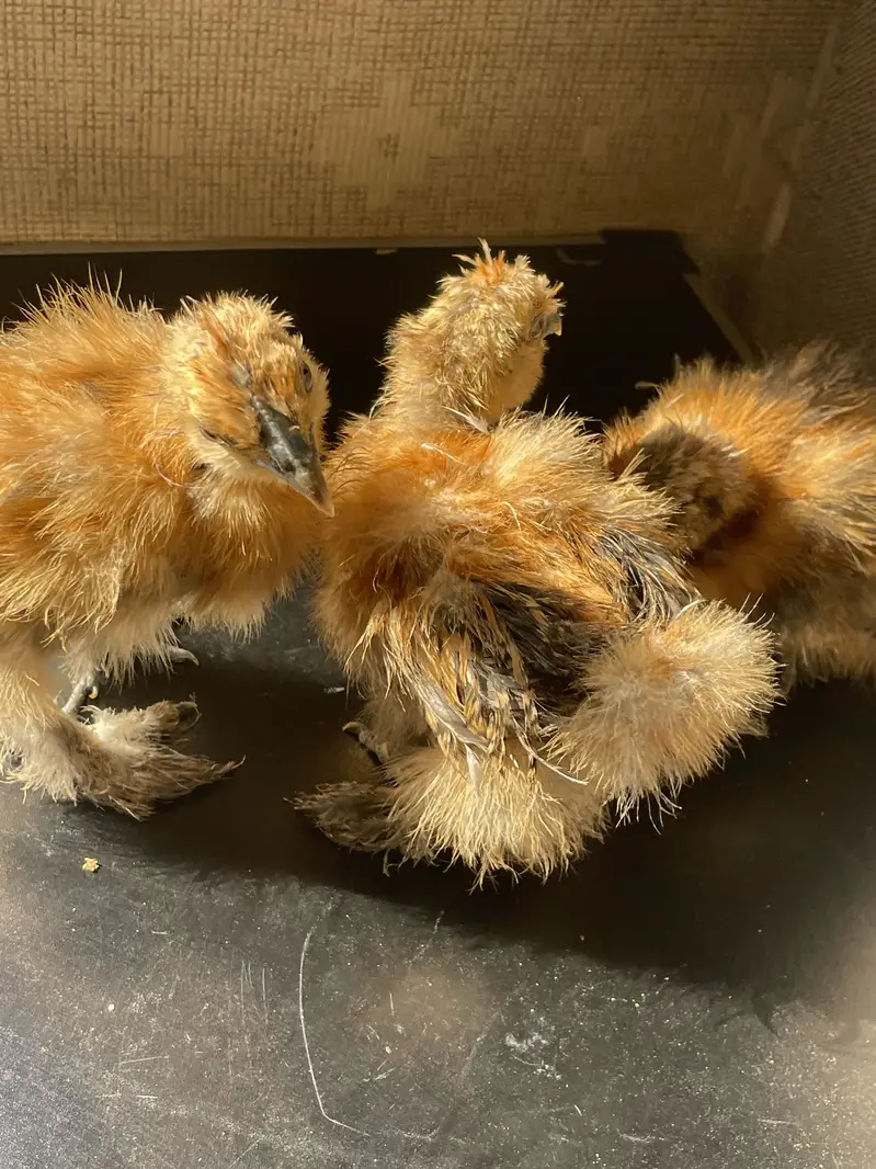 Buff Partridge Silkie Chickens | Fancy Poultry | Karachi — photo 4