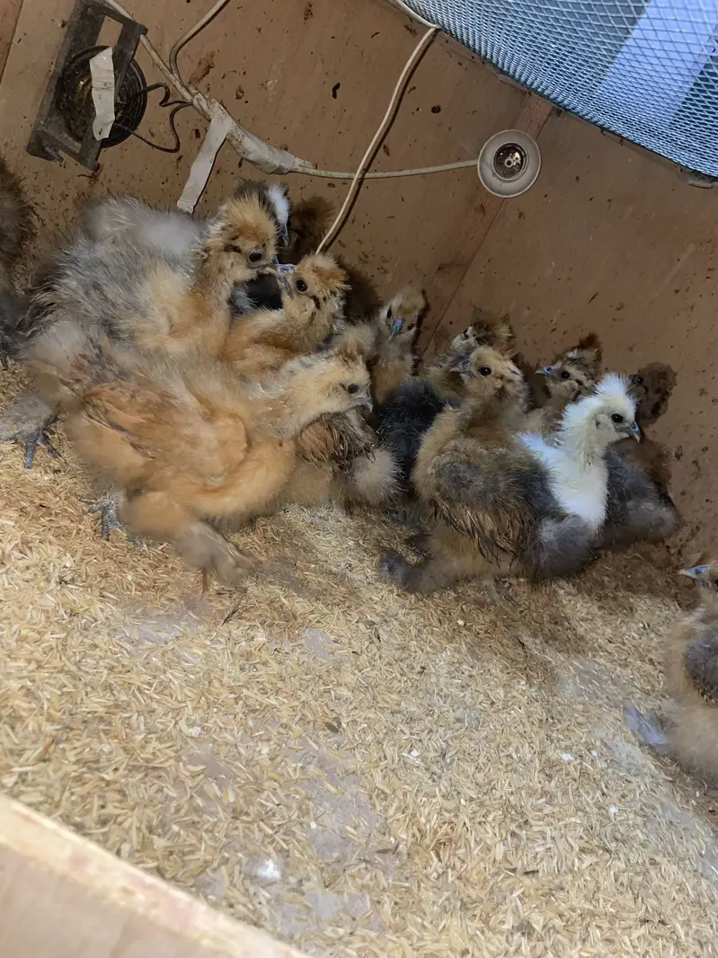 Buff Partridge Silkie Chickens | Fancy Poultry | Karachi — photo 5