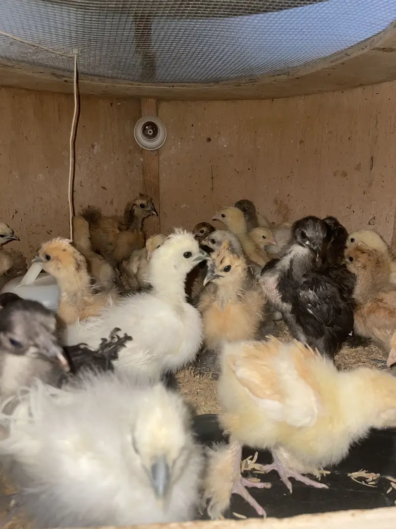 Buff Partridge Silkie Chickens | Fancy Poultry | Karachi — photo 6
