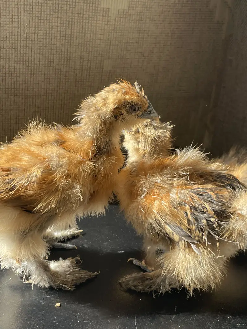 Buff Partridge Silkie Chickens | Fancy Poultry | Karachi — photo 7