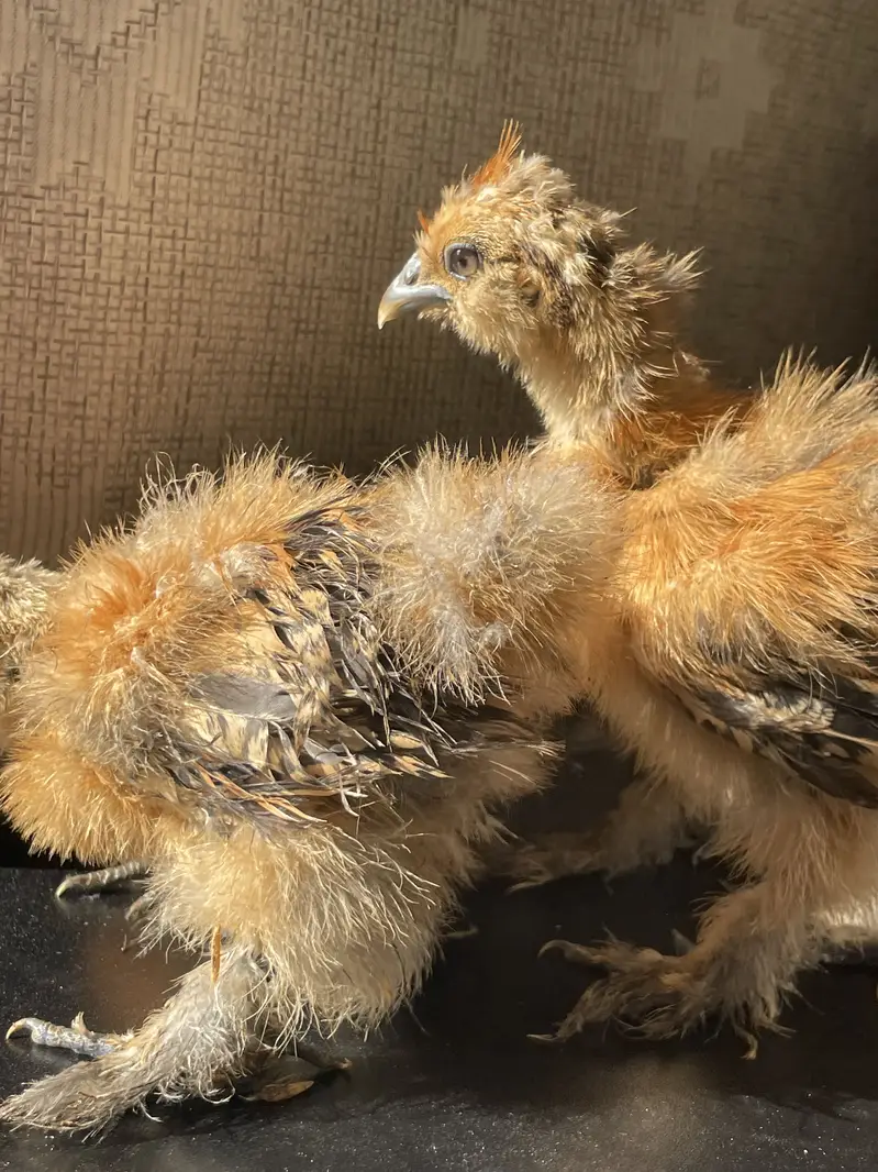 Buff Partridge Silkie Chickens | Fancy Poultry | Karachi — photo 8