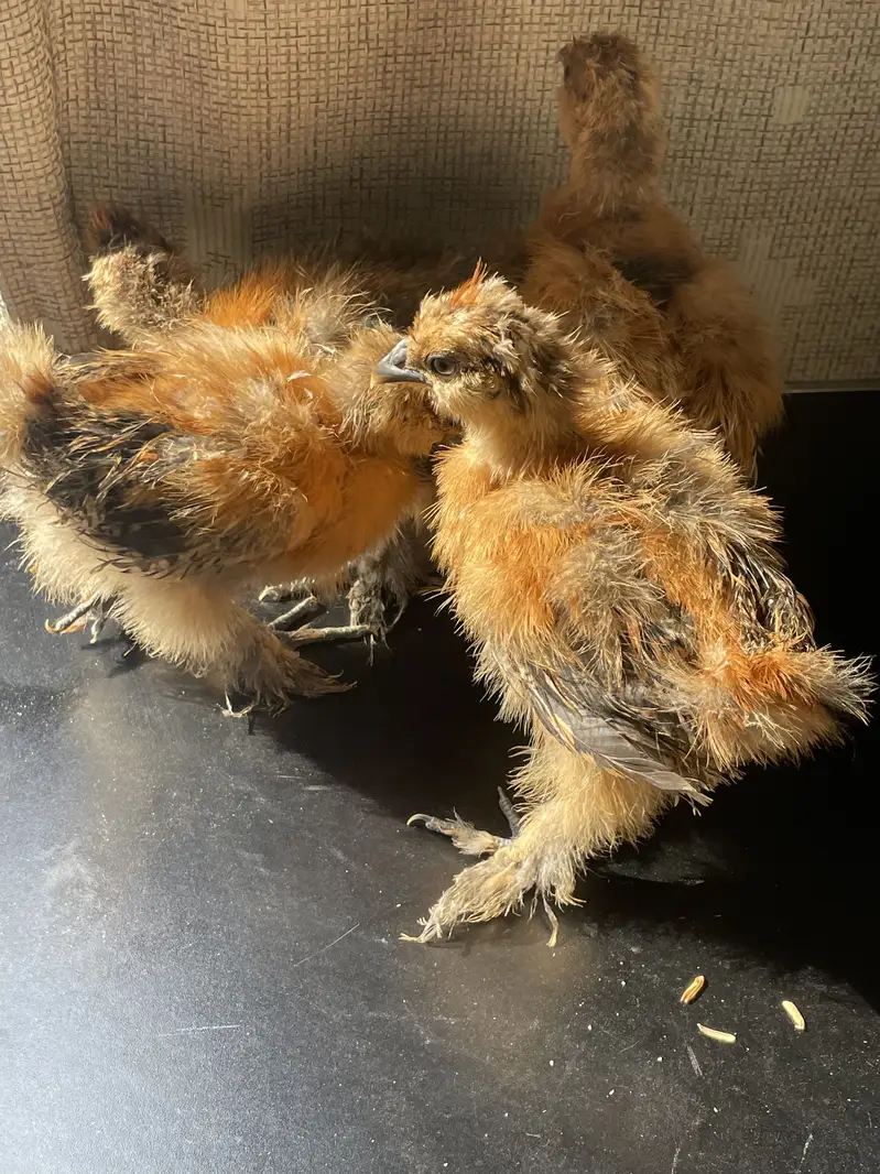 Buff Partridge Silkie Chickens | Fancy Poultry | Karachi — photo 9