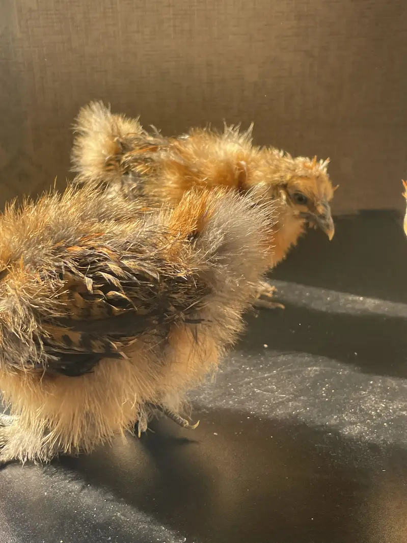 Buff Partridge Silkie Chickens | Fancy Poultry | Karachi — photo 10