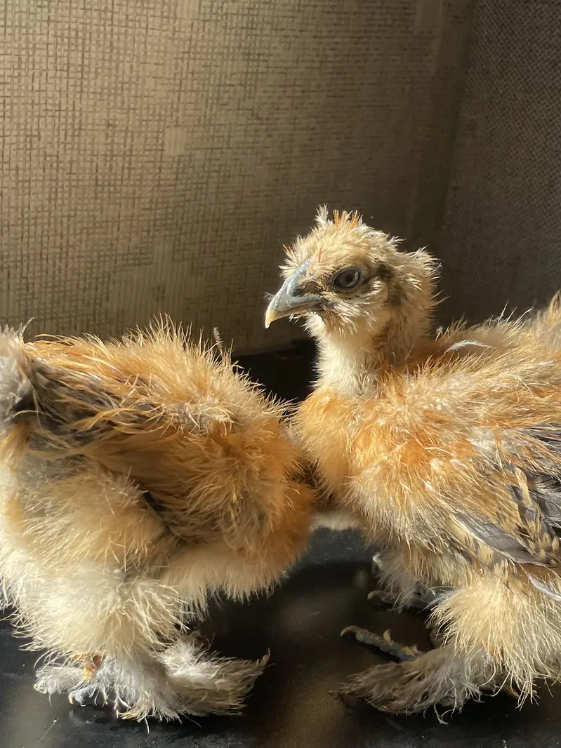 Buff Partridge Silkie Chickens | Fancy Poultry | Karachi — photo 11