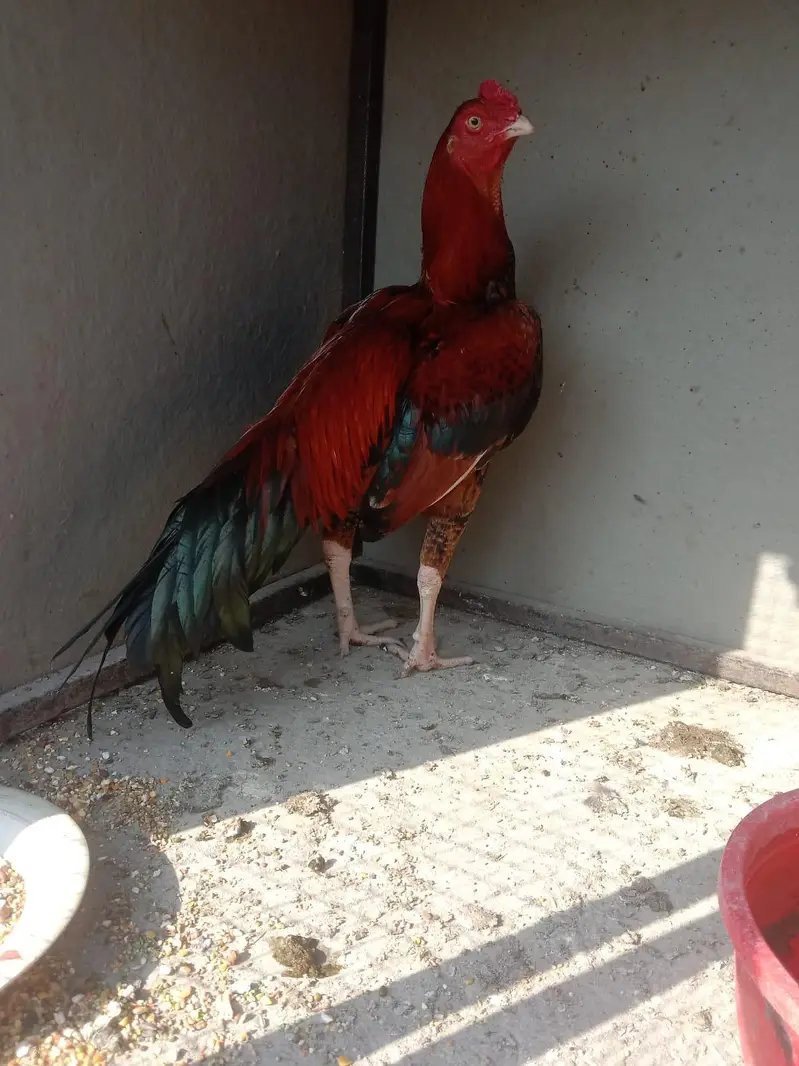 aseel main wali — photo 2