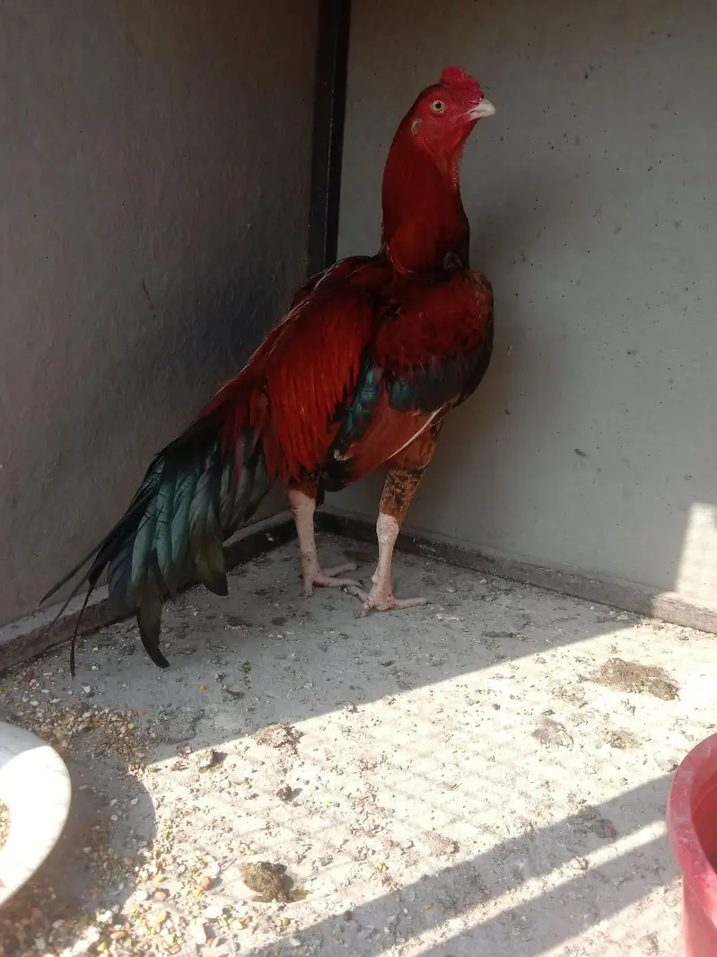 aseel main wali — photo 3