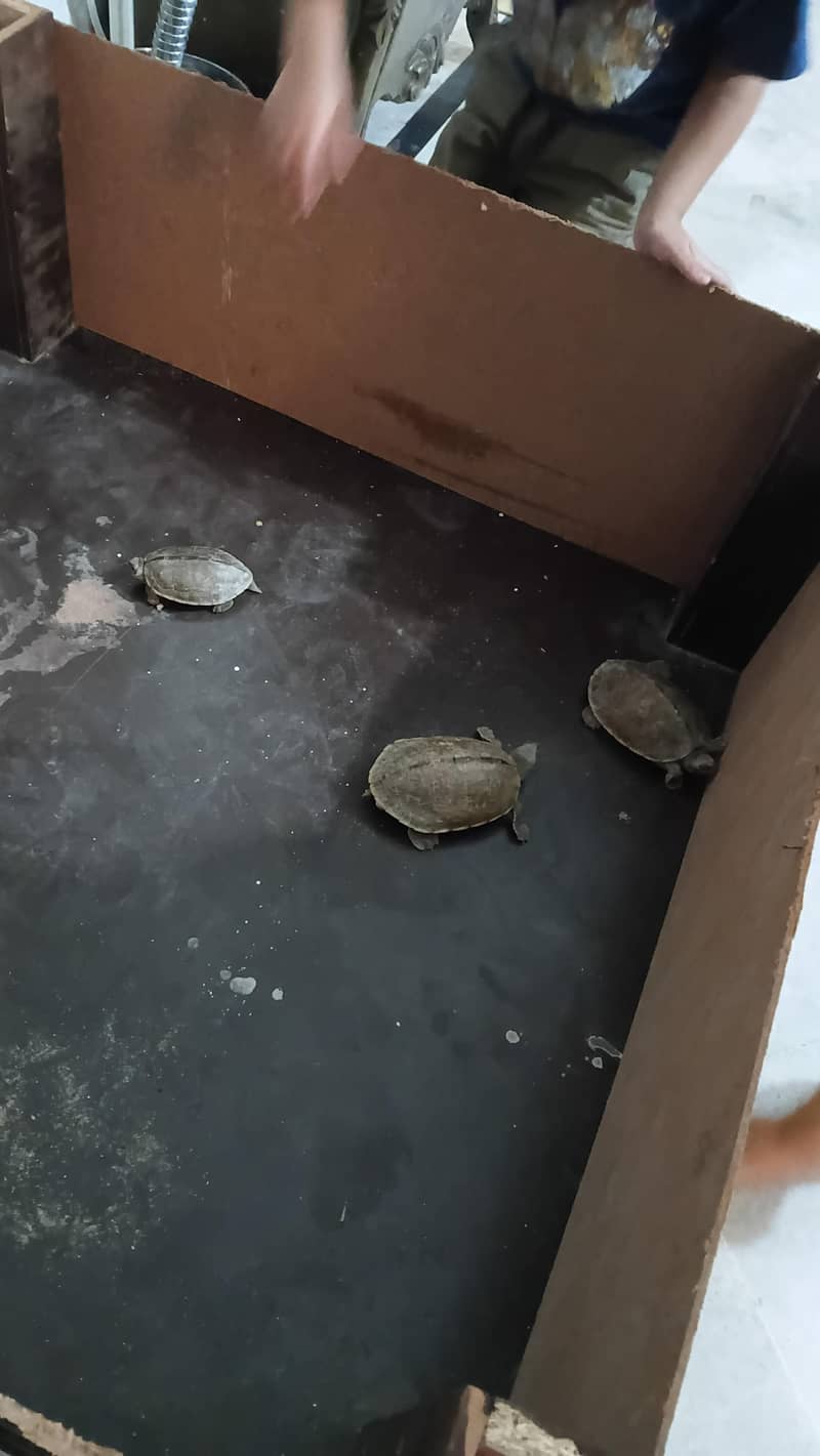 Turtle 7