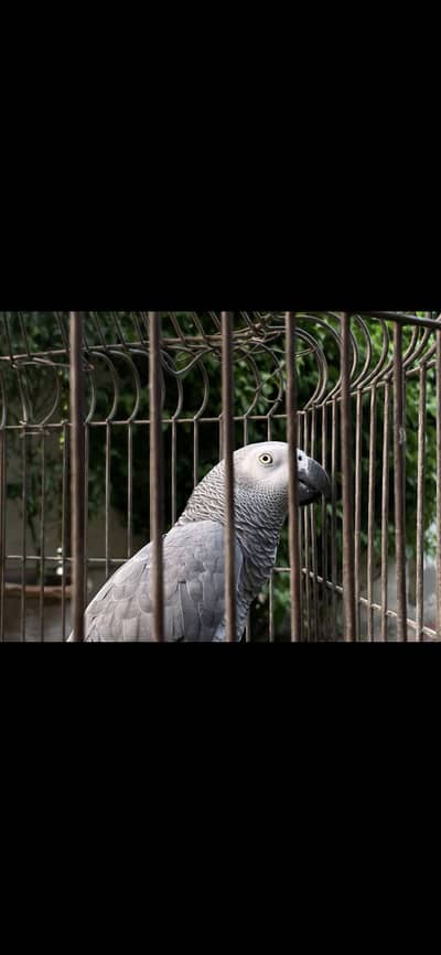 beautiful african grey parrot
