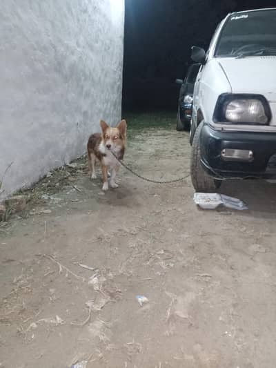 very Nice Dog