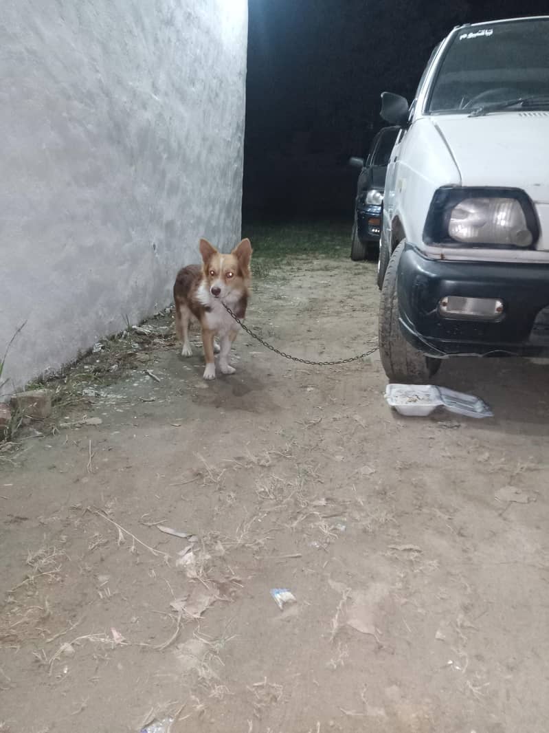 very Nice Dog 0