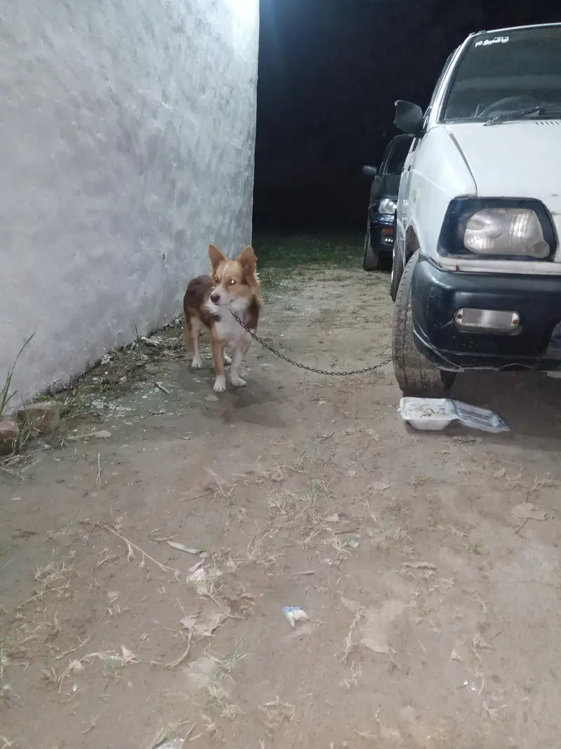 very Nice Dog — photo 2