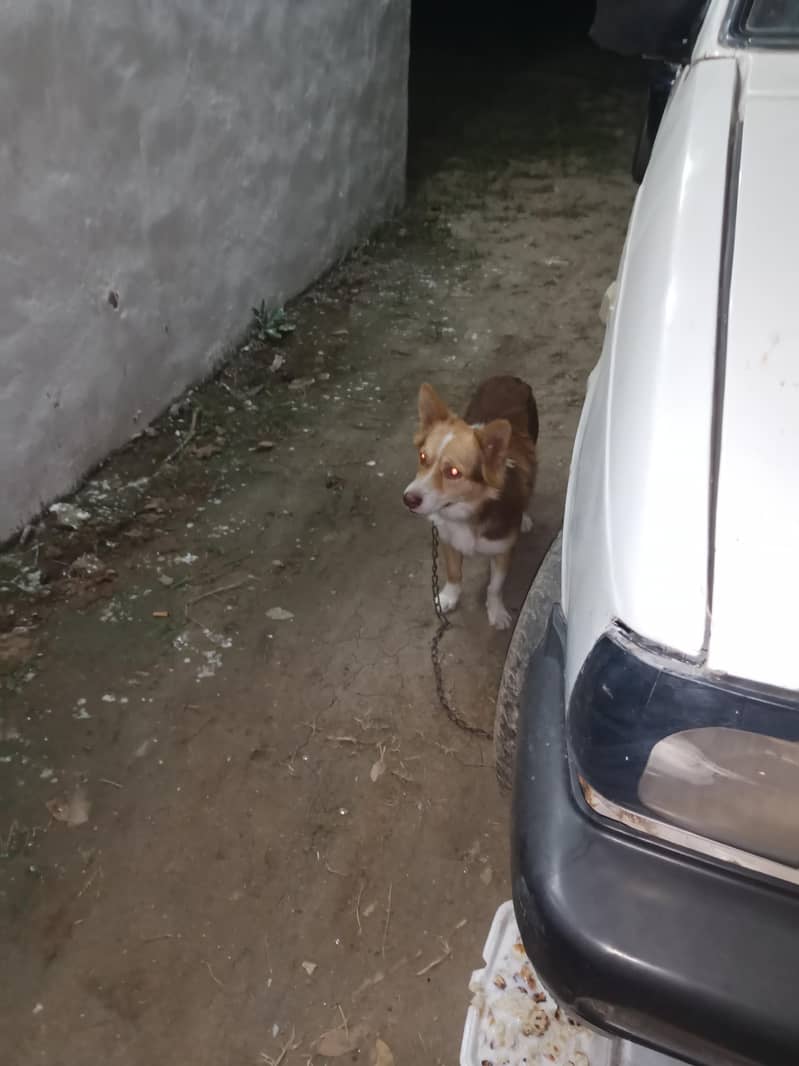 very Nice Dog 2