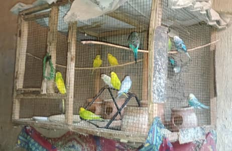 Australian parrots