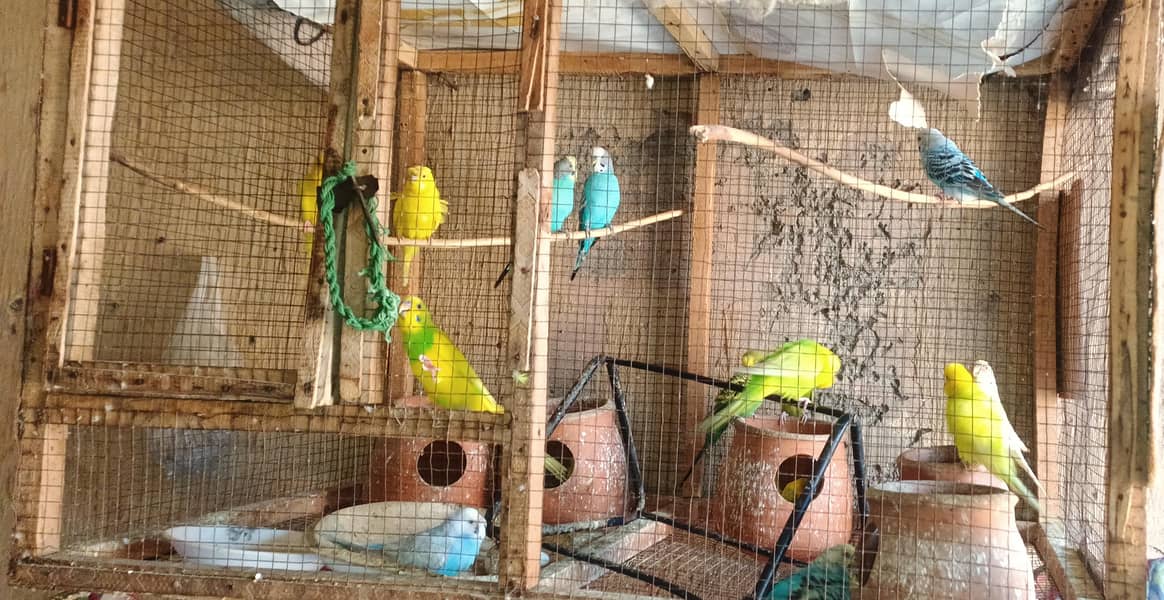 Australian parrots 1