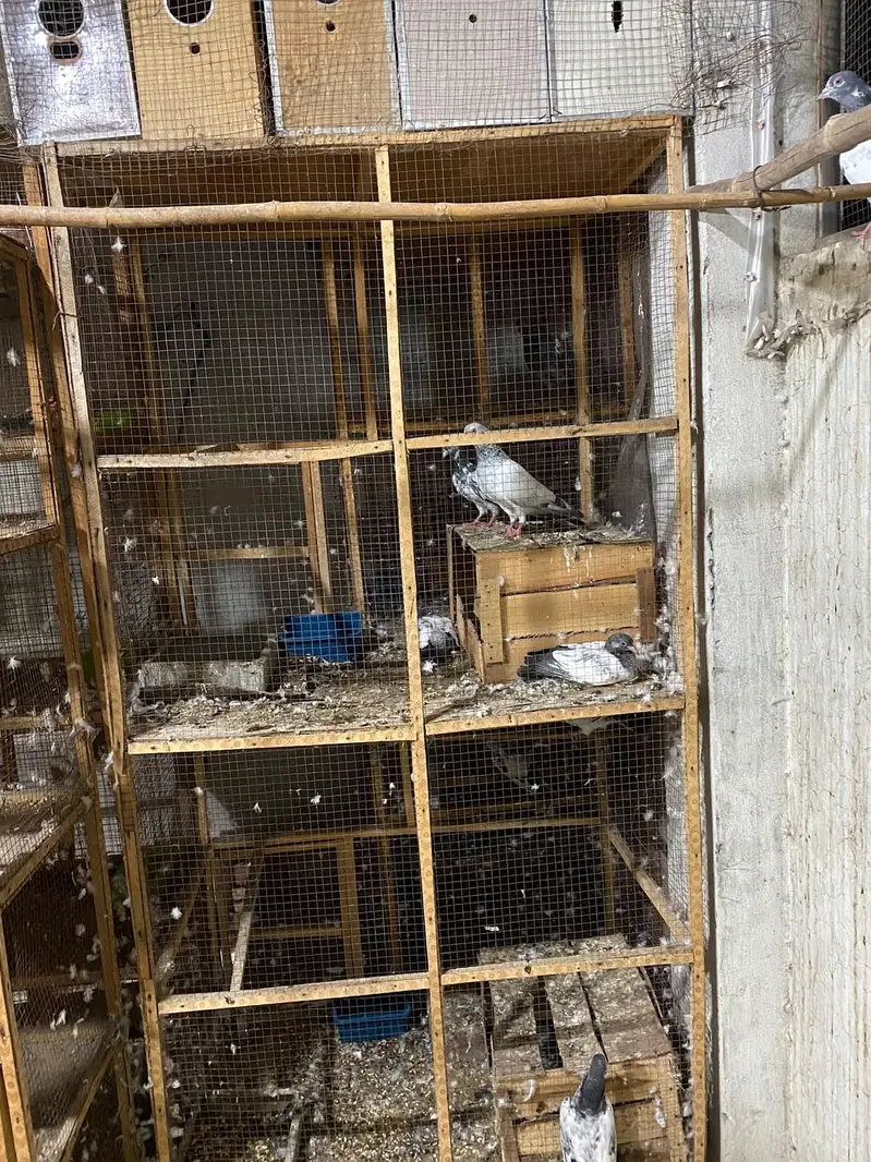 wooden cage — photo 4