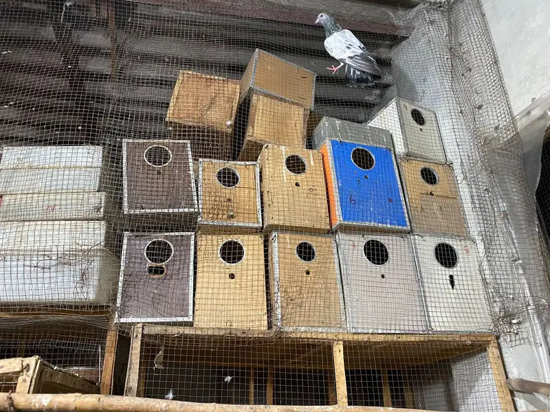 wooden cage — photo 6