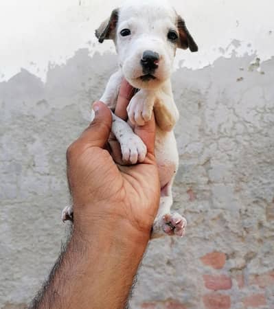 gultair male puppy