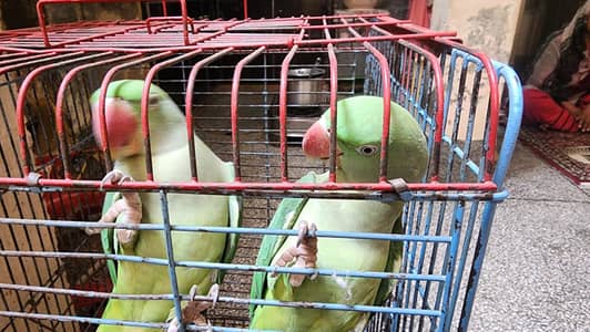 Raw Female Parrots
